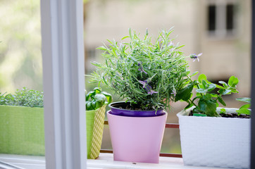 herbs on the window