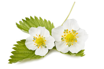 strawberry flowers