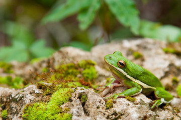 Green Tree Frog