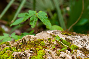 Green Tree Frog