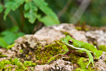 Green Tree Frog
