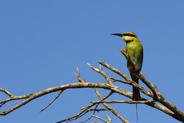 Rainbow bee-eater