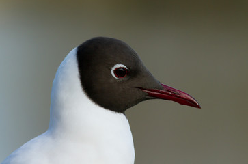 Black-headed gull