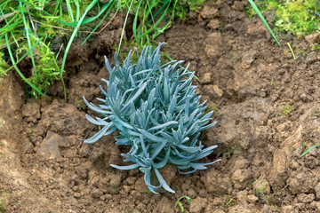 A  lavender plant