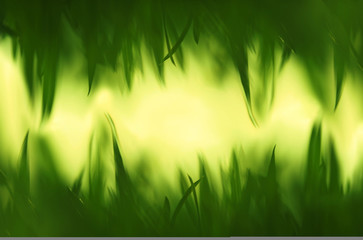 Obraz na płótnie Canvas Green grass in artistic composition