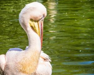 Obraz premium Pelican