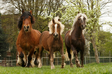 3 Musketiere