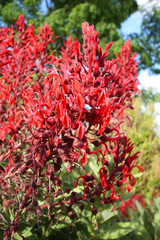Naklejka premium Lobelia Tupa close up