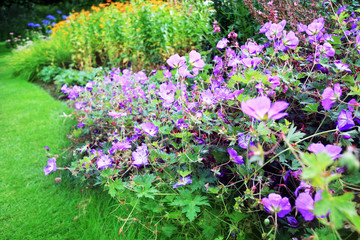 Purple geranium flowers in the garden