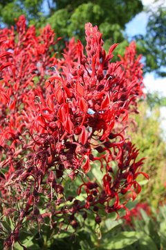 Lobelia Tupa close up