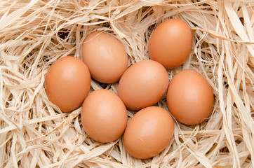 Eggs in a nest