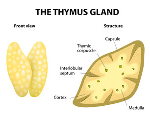 Thymus gland anatomy