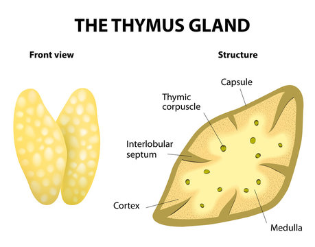 Thymus gland anatomy