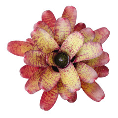 Bromeliad isolated on white background