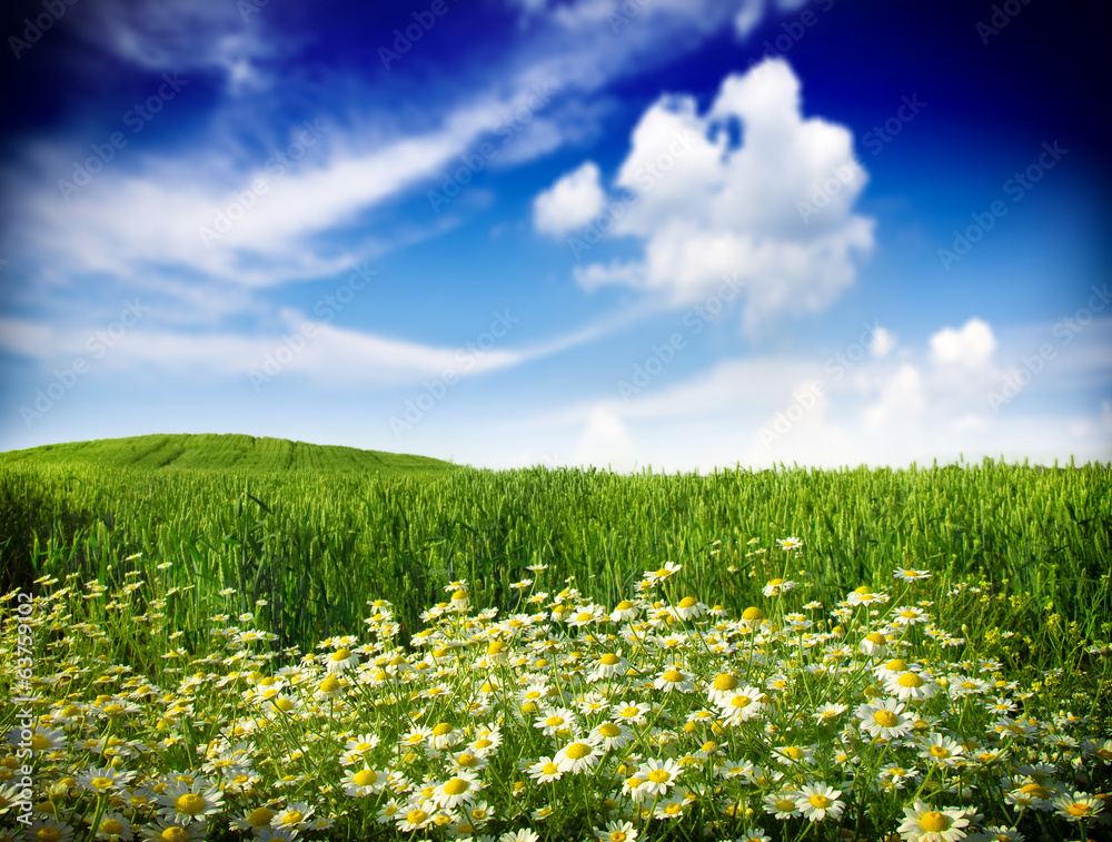 Poster wild flowers and wheat field