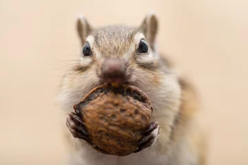 Poster Chipmunk die walnoten eet © stockfoto