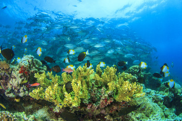 Fototapeta na wymiar Rafa koralowa i ryby Szkoła Opastun Trevally