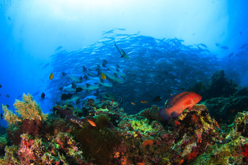 Obraz premium Coral Reef and School Bigeye Trevally fish
