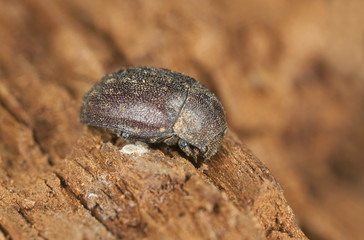 Aesalus scarabaeoides on wood, macro photo