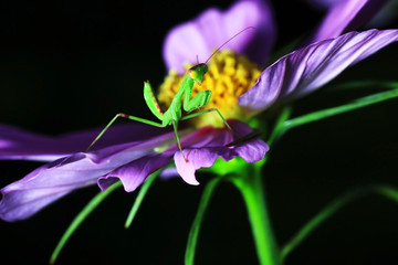 grasshopper perching