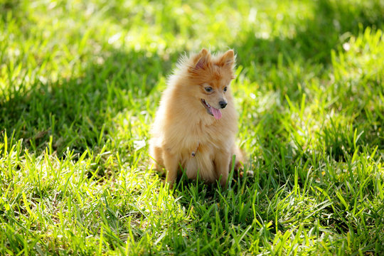 Stock image of a pomeranian in the park