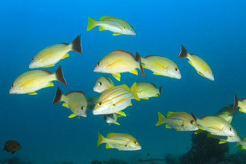 School Snapper Fish
