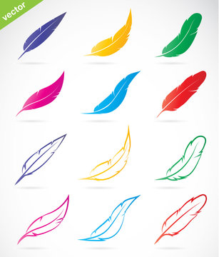 Vector group of colorful feather
