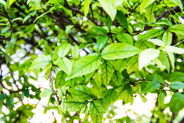Fototapeta na wymiar fresh and green leaves background