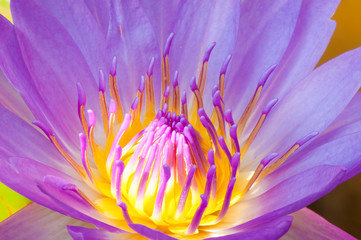 Close-up purple water lily