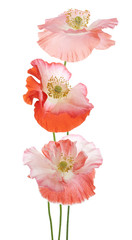Fototapeta premium poppy