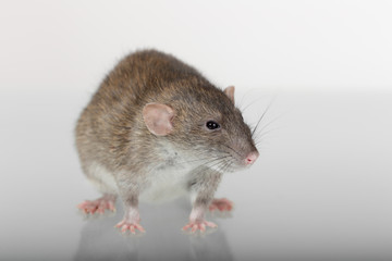 portrait of a brown rat