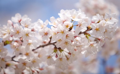 cherry blossom sakura in tokyo japan in sakura season 2014