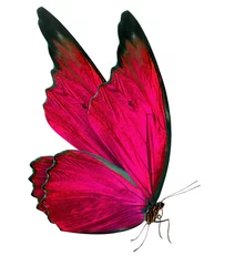 Foto auf Acrylglas Schmetterling schöner Schmetterling isoliert auf weiß