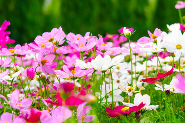 Obraz premium cosmos flowers