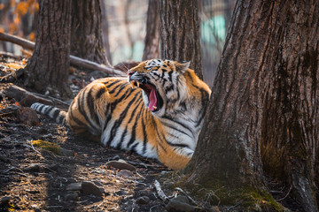 Tiger lying near the tree