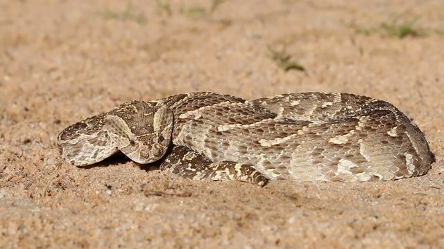 Puff adder in defensive position with flicking tongue