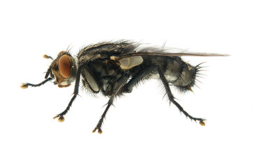 fly