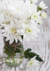 White Chrysanthemum