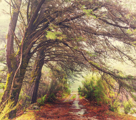 Forest © Galyna Andrushko