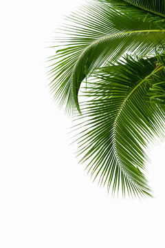 Leaves of coconut tree isolated on white background