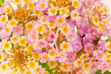 fleurs de lantana camara, corbeille d'or, galabert