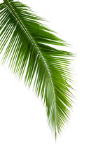 Fototapeta premium Leaves of coconut tree isolated on white background