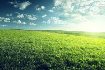 field of spring grass and forest