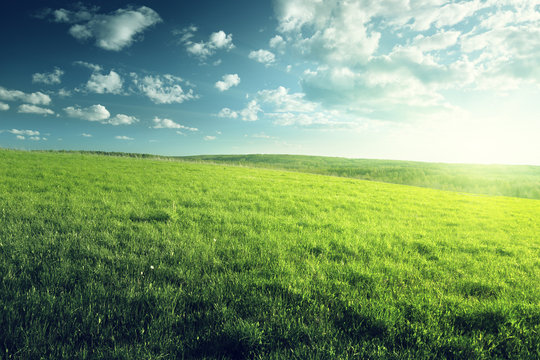 field of spring grass and forest