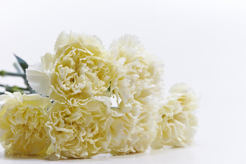 Carnations