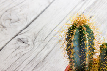 Cactus plant with thorns