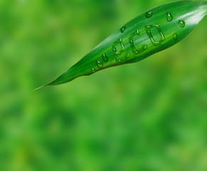 Eco is written on green leaf