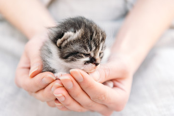 Kitten in human hands