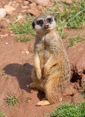 stehendes Erdmännchen