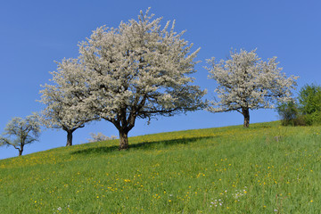 Fototapeta na wymiar Kirschbäume